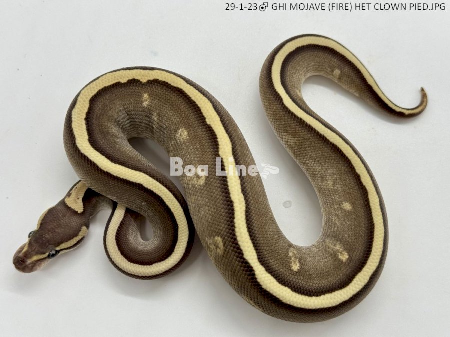 GHI MOJAVE (FIRE) HET CLOWN PIED